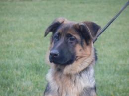 Suczka na sprzedaż -1.