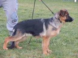 Suczka na sprzedaż -1.