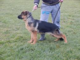 Suczka na sprzedaż -2.