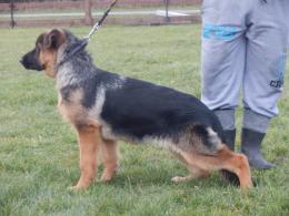 Suczka na sprzedaż -2.