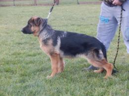 Suczka na sprzedaż -2.