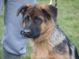 Suczka na sprzedaż -2.