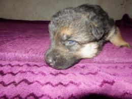 Suczka czarna-podpalana