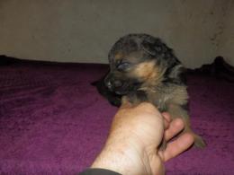 Suczka czarna-podpalana