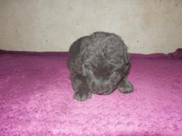 Pies czarny-  możliwe, że długowłosy