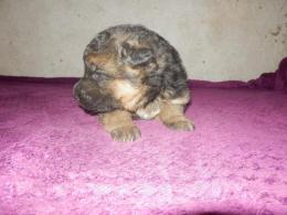 Pies czarny-podpalany