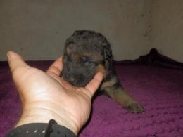 Pies czarny-podpalany