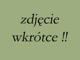 MEXX vom Waldfutrer Wald